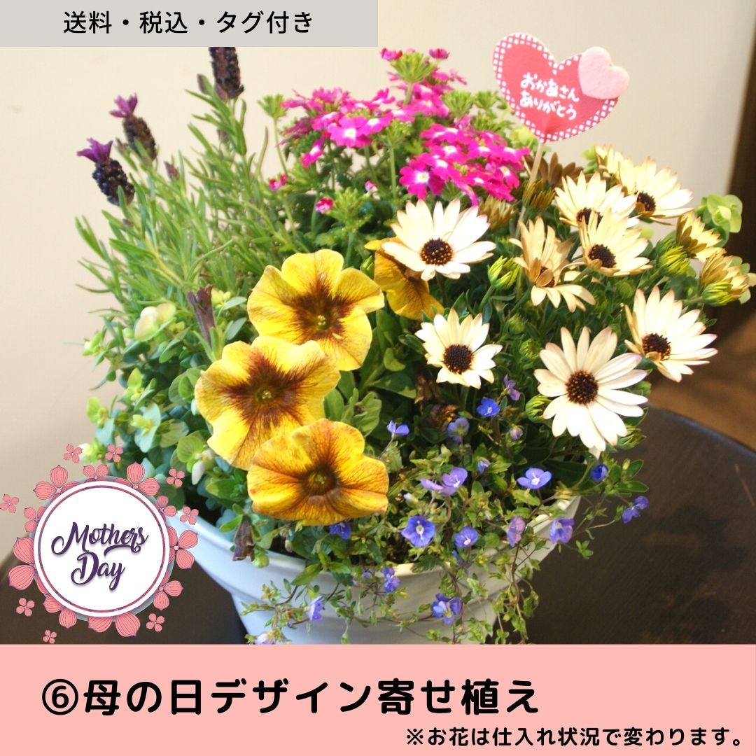 5【送料税込】母の日の寄せ植え