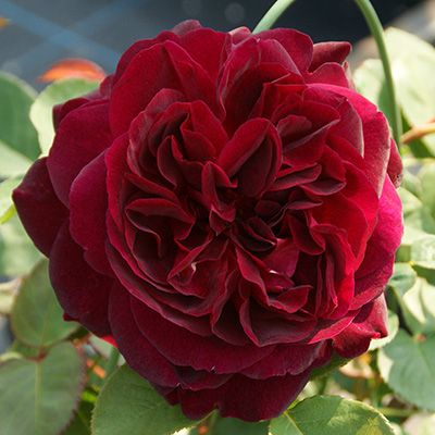 ムンステッド・ウッド（ER）【冬苗】