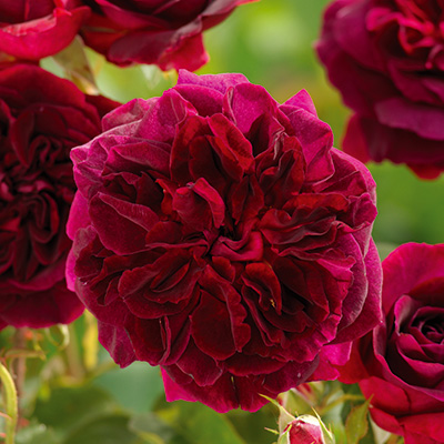 ムンステッド・ウッド（ER）【冬苗】 2