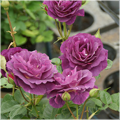 ミステリューズ（ドリュ）【大苗】 2