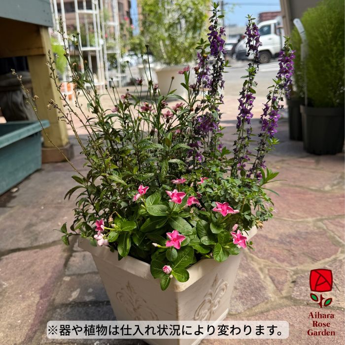 【送料込】お盆の寄せ植え