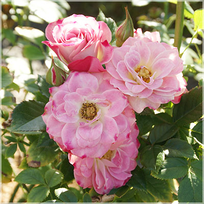 オールド・フォークス（Min）≪春の新苗・4月末より出荷開始≫