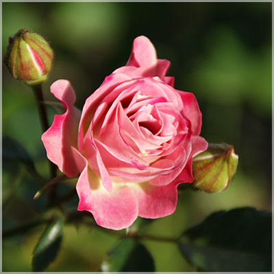 オールド・フォークス（Min）≪春の新苗・4月末より出荷開始≫ 2