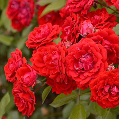 希少ブルーオニキスローズバラ大