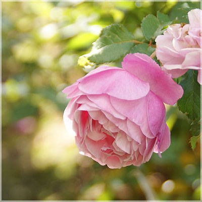 サント・ノーレ（デルバール）≪春の新苗・4月末より出荷開始≫ 3