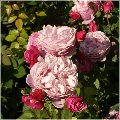 サント・ノーレ（デルバール）≪春の新苗・4月末より出荷開始≫ 4