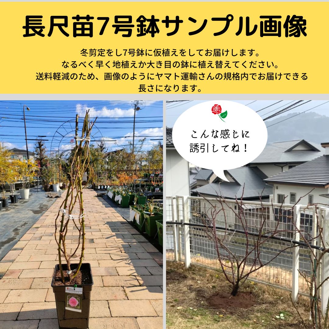 ギー・サヴォア（デルバール）【7号鉢】 5