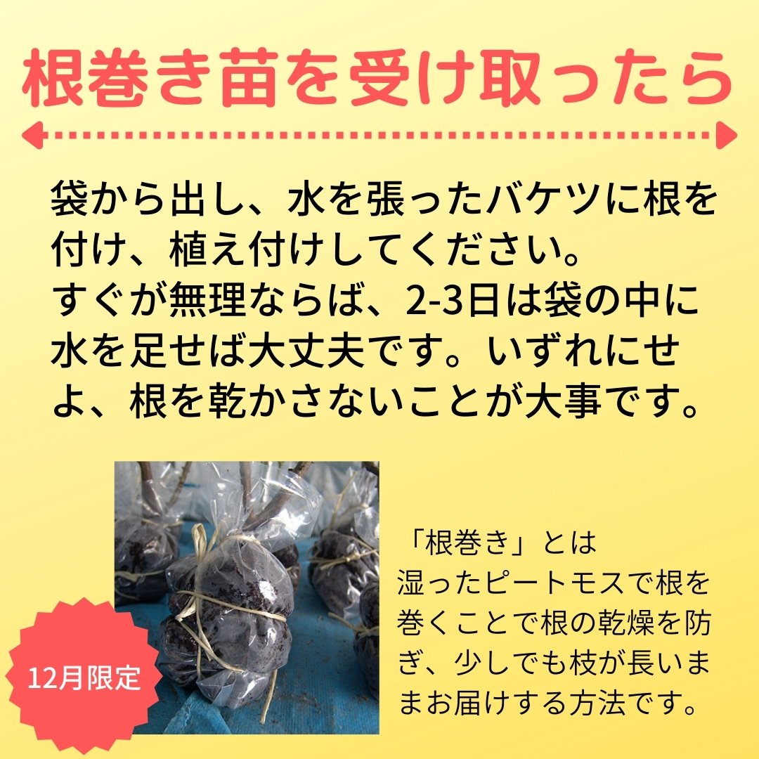 アイスバーグ（つる）（CL）【長尺苗12月限定販売】 7