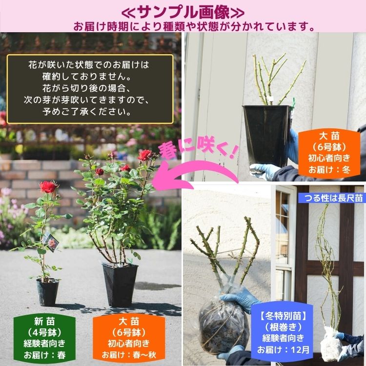 ピンク・アイスバーグ（FL）【大苗】 5