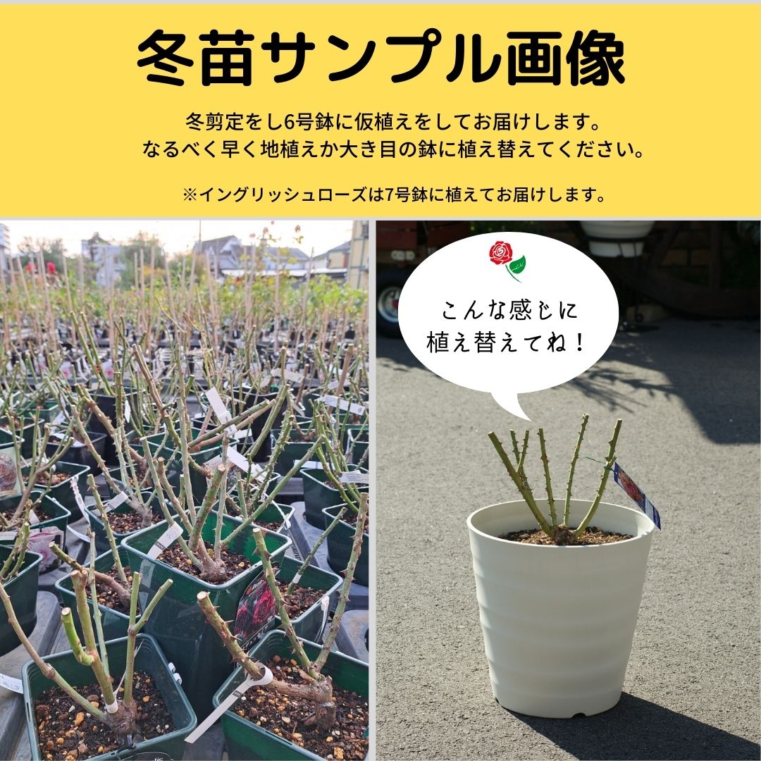 ガラシャ（伽羅奢）（禅ローズ）【冬苗】 6