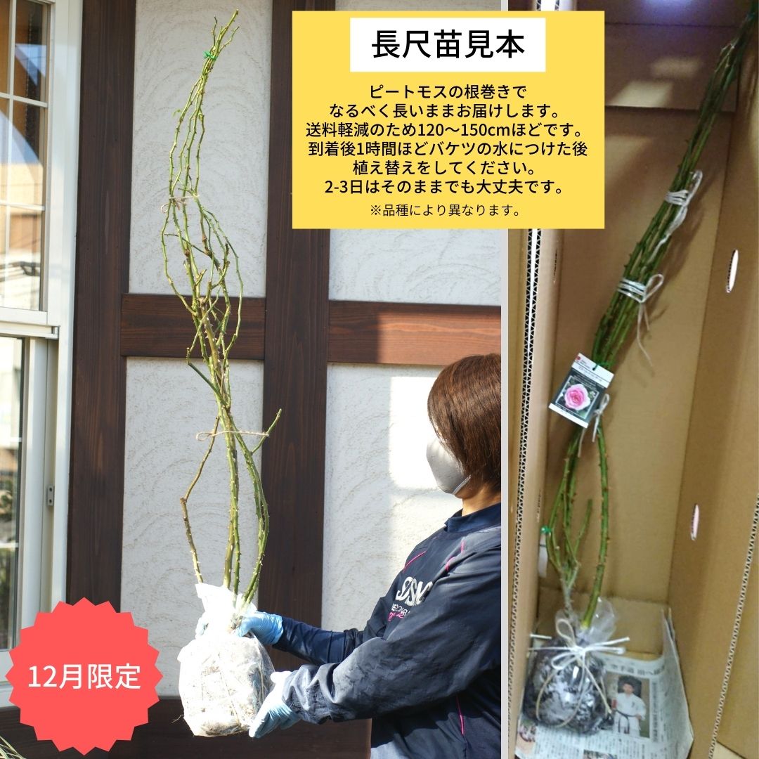 ガラシャ（伽羅奢）（禅ローズ）【冬苗】 7