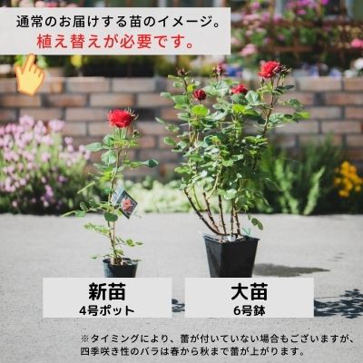 相原バラ園 オプション２ 植え替え 肥料セット 送料無料対象外