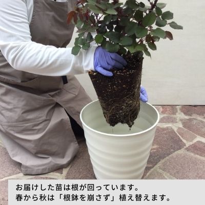 【大苗用】【オプション1】植え替えプラン（送料無料対象外） 3