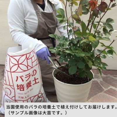 【大苗用】【オプション1】植え替えプラン（送料無料対象外） 4