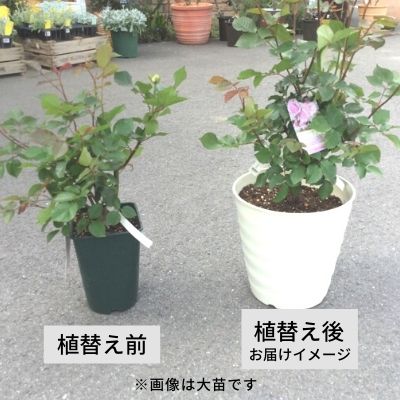 【大苗用】【オプション1】植え替えプラン（送料無料対象外） 5