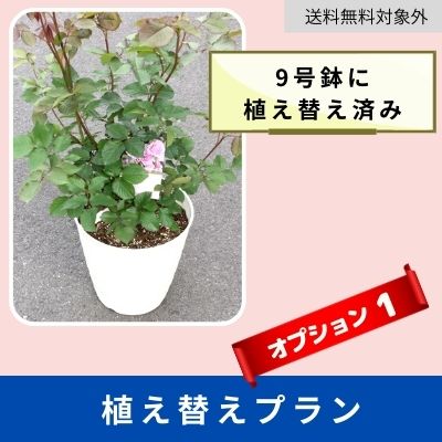 【大苗用】【オプション1】植え替えプラン（送料無料対象外） 1