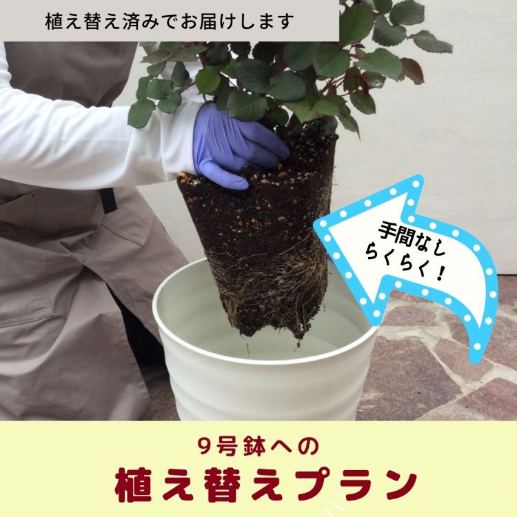 【オプション1】母の日バラ植え替えプラン