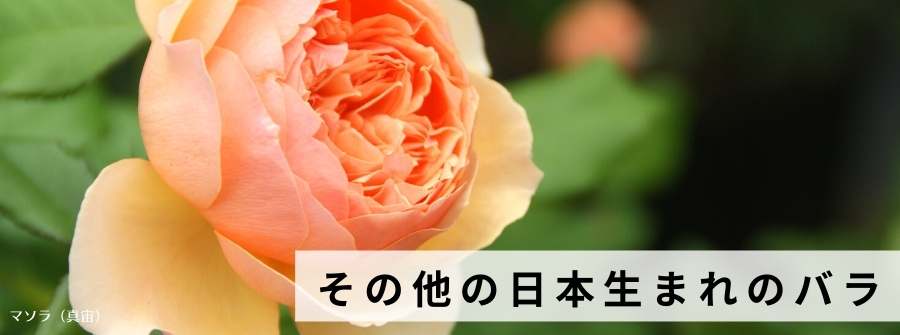 相原バラ園 その他の日本生まれのバラ