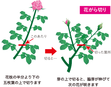 花がら切り