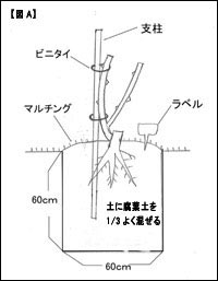 相原バラ園 バラの育て方